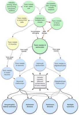 The toxic metal hypothesis for neurological disorders